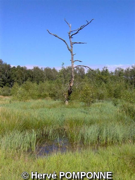 Herve POMPONNE arbre mort bien001 - Herve_POMPONNE_arbre mort bien001.jpg Herve_POMPONNE_arbre mort bien001.jpg