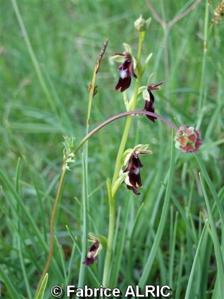 Fabrice ALRIC CHAU-080520-ophrys mouche - Fabrice_ALRIC_CHAU-080520-ophrys mouche.JPG Fabrice_ALRIC_CHAU-080520-ophrys mouche.JPG