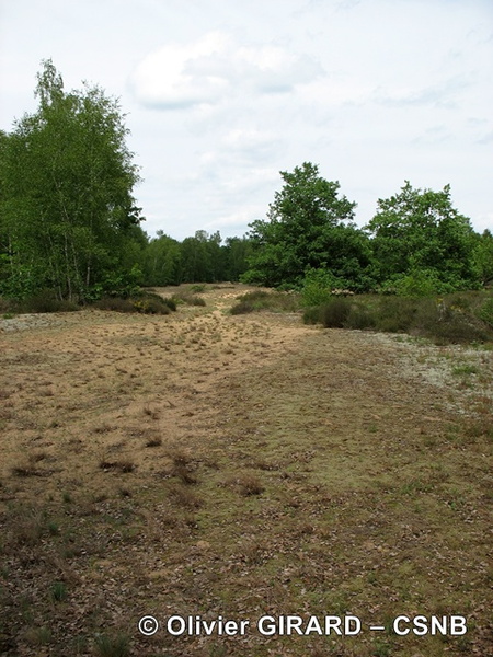 Dunes-OlivierGirard-CSNB - Dunes-OlivierGirard-CSNB.JPG Dunes-OlivierGirard-CSNB.JPG