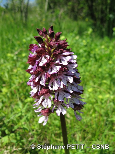 OrchisPourpre-StephanePetit-CSNB - OrchisPourpre-StephanePetit-CSNB.jpg OrchisPourpre-StephanePetit-CSNB.jpg