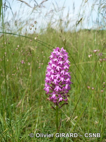 OrchisPyramidal-OlivierGirard-CSNB - OrchisPyramidal-OlivierGirard-CSNB.JPG OrchisPyramidal-OlivierGirard-CSNB.JPG