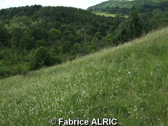Fabrice ALRIC CHAU-080716-Pelouse mesophile dense - Fabrice_ALRIC_CHAU-080716-Pelouse mesophile dense.JPG Fabrice_ALRIC_CHAU-080716-Pelouse mesophile dense.JPG