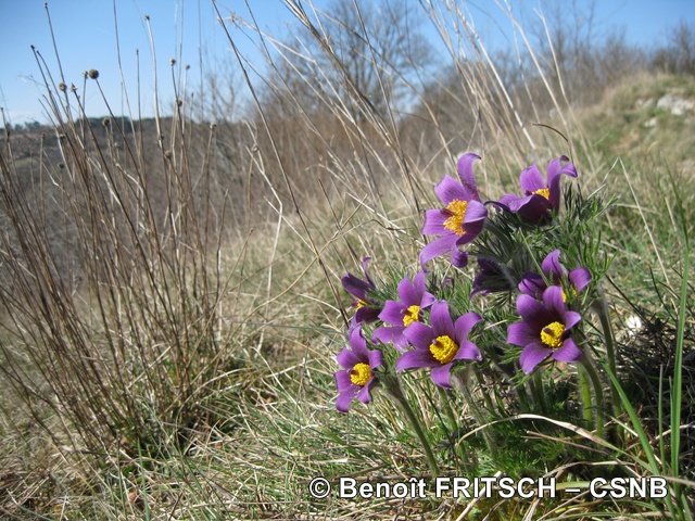 AnemonePulsatile-BenoitFritsch - AnemonePulsatile-BenoitFritsch.jpg AnemonePulsatile-BenoitFritsch.jpg