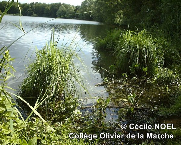 Cecile-Noel La-Truchere1 - Cecile-Noel_La-Truchere1.JPG Cecile-Noel_La-Truchere1.JPG