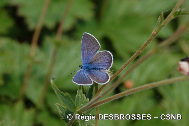 Argus bleu-RégisDesbrosses - Argus bleu-RégisDesbrosses.jpg Argus bleu-RégisDesbrosses.jpg