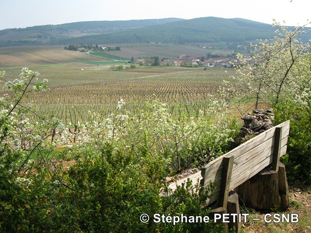09 Sentier la Boucherette Lugny 2-StephanePetit-CSNB - 09 Sentier la Boucherette Lugny 2-StephanePetit-CSNB.jpg 09 Sentier la Boucherette Lugny 2-StephanePetit-CSNB.jpg