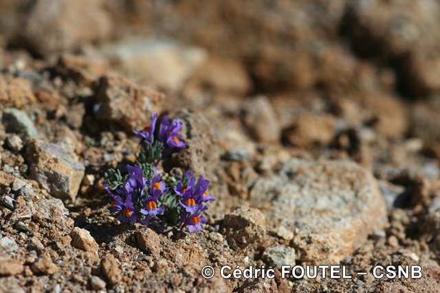 LinaireDesAlpes-CédricFoutel - LinaireDesAlpes-CédricFoutel.JPG LinaireDesAlpes-CédricFoutel.JPG
