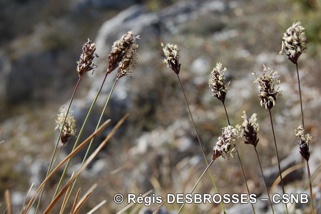 Seslerie bleue-RégisDesbrosses - Seslerie bleue-RégisDesbrosses.jpg Seslerie bleue-RégisDesbrosses.jpg