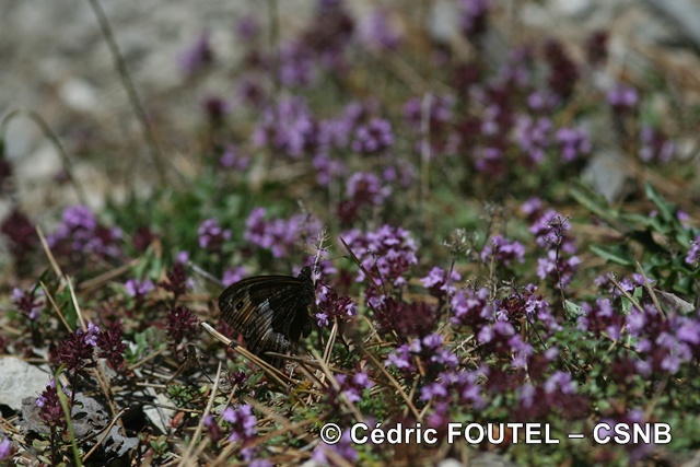 Sylvandre-CédricFoutel - Sylvandre-CédricFoutel.JPG Sylvandre-CédricFoutel.JPG